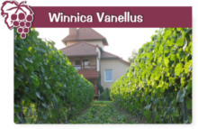 winnica-vanellus