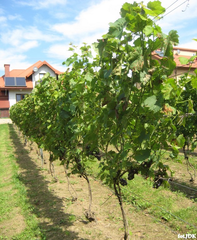 widok na krzewy winorośli